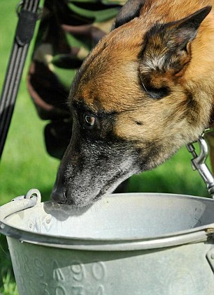dog2 Βρετανία: Θανάτωσαν τα σκυλιά του Ουίλλιαμ στην RAF