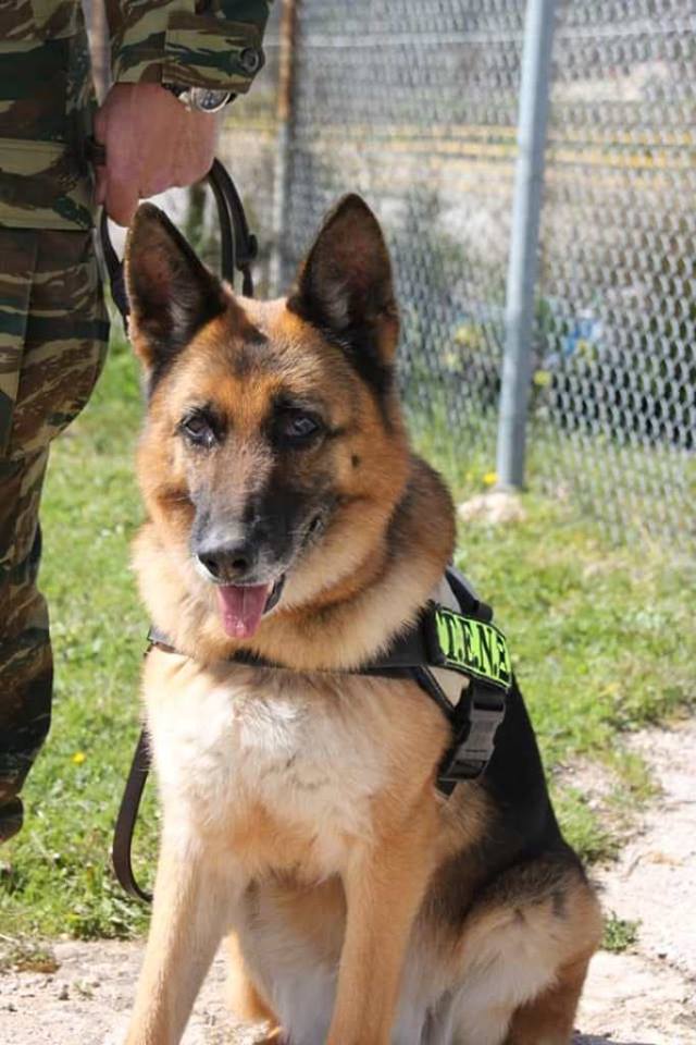 Σκύλος ελληνικός στρατός σκύλος ελληνικός στρατός 