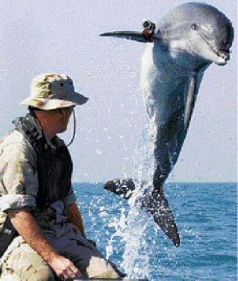 Δελφίνια-στρατιώτες και θάλασσιοι ελέφαντες ...Seals!