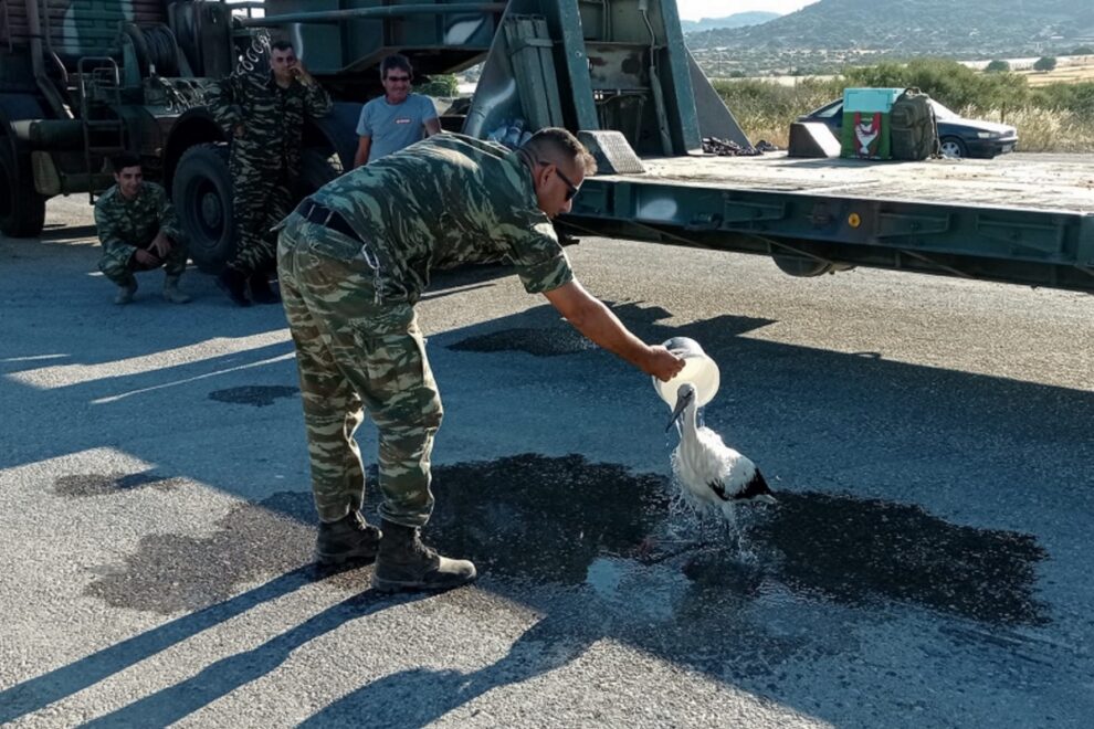 πελαργός