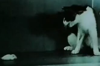 Όταν ο στρατός των ΗΠΑ έκανε πειράματα LSD σε γάτες!