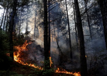 Τουρκία: Στους 6 οι νεκροί από τις δασικές πυρκαγιές – Εκκενώθηκαν σπίτια και ξενοδοχεία στο Μπόντρουμ [vid]